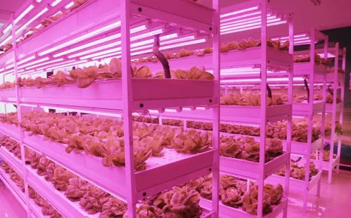 未來(lái)已來(lái) 植物工廠(chǎng)與麥秸畫(huà)，科技與傳統(tǒng)農(nóng)業(yè)的創(chuàng)新融合